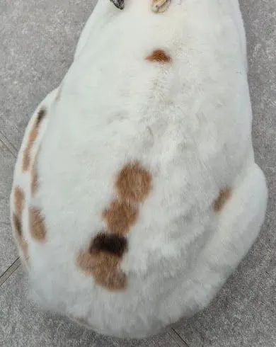 Olaf set oppefra med brune pletter på ryggen