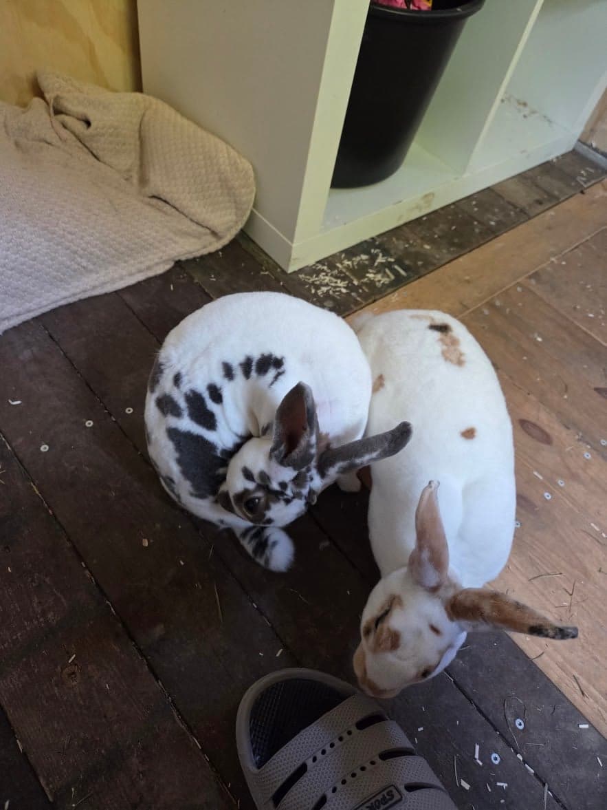 Alinea og Olaf putter sig sammen på gulvet