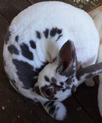 Alinea seen from above, with black spots along her back