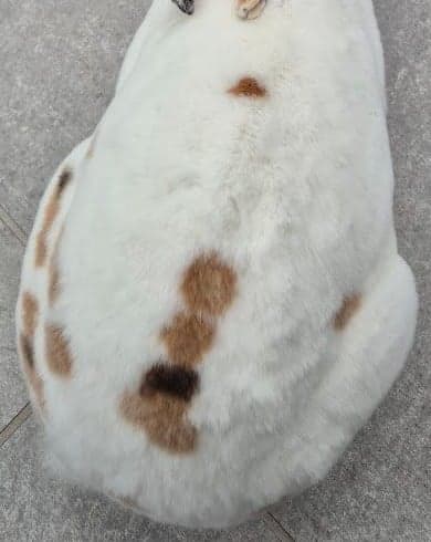 Olaf seen from above, with brown spots on his back