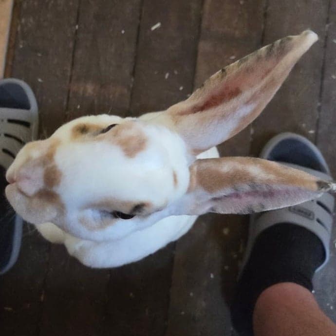 Olaf looking up, his long brown ears out to the sides